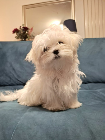 28-10-25 Gio 1 maand bij zijn adoptie ouders